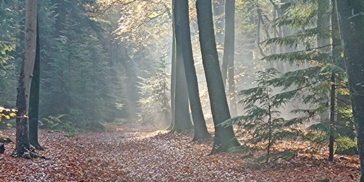 veluwe nieuwsbericht