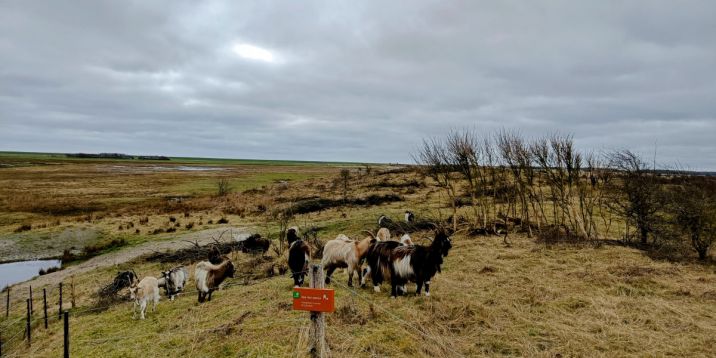 wadden leuk