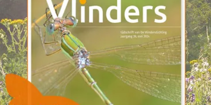 vlinder