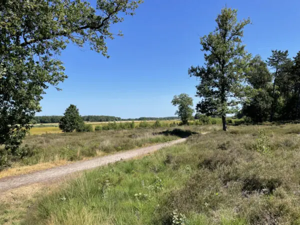 Regte Heide & Riels Laag