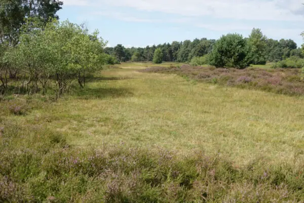 Punthuizen, Dinkelland
