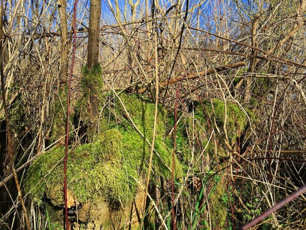 Lendskaip, CC0, via Wikimedia Commons 5039